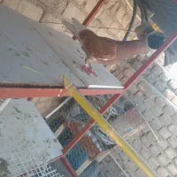ماده سرخ وگرگی|پرنده|ساوه, |دیوار