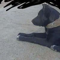 سرابی|سگ|کنگاور, |دیوار