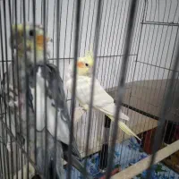 سلام به خاطر نبود وقت میفروشم یک جفت عروس