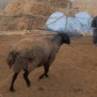 دام گوسفند قوچ|حیوانات مزرعه|آبگرم, |دیوار