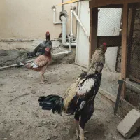 خروس لاری 15 ماهه|حیوانات مزرعه|بندر گز, |دیوار