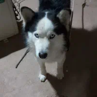 سگ هاسکی نر|سگ|قم, چهل اختران|دیوار