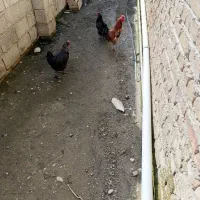 مرغ و خروس محلی