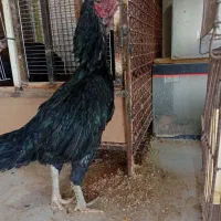 خروس و مرغ لاری دونگ بالا افغان..در رباط کریم|حیوانات مزرعه|تهران, بوستان ولایت|دیوار