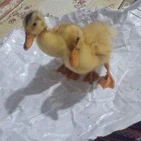 جوجه اردک بازیگوش