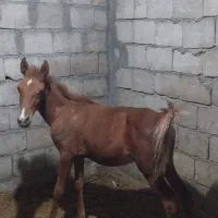 کره اسب مادیون نوه بن طوطی