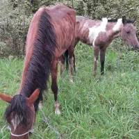 مادیان سال چهار با کره نریان ابلغ