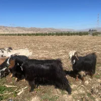 ۲۰ راس بز آبستن