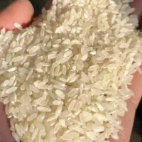‌برنج کامفیروزی مصرفی