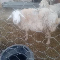 میش تازه شیره انداخته از شیره صاف|حیوانات مزرعه|سبزوار, کلاته سیفر|دیوار