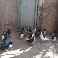 تعدادی چپ و راست|پرنده|پاسارگاد, |دیوار