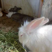 خرگوش