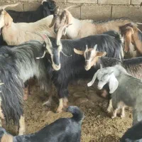 بزکهره دار