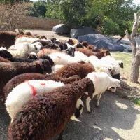 گوسفند  با قصاب درمحل  زند ه در چیتگر دهکده دریاچه|حیوانات مزرعه|تهران, شهرک استقلال|دیوار