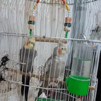 دو عروس هلندی نر و ماده همراه قفس|پرنده|رامسر, |دیوار