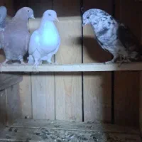 کفترا همه درجه یک من شب اومده روی بوم.|پرنده|عقدا, |دیوار