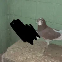 کبوتر پرشی|پرنده|شاهین‌شهر, گزبرخوار|دیوار