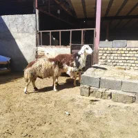 شیشک قوچ و بره قوچ