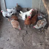 گلین اصل|حیوانات مزرعه|ارشق, |دیوار