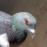 ماده جان آردن