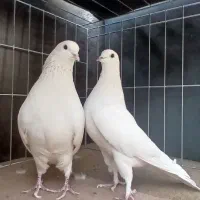 کبوتر|پرنده|تهران, امیریه|دیوار