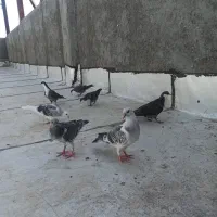 جوجه|پرنده|بیرجند, |دیوار