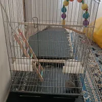 قفس بزرگ با تاب و نردبان و وسائل