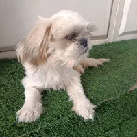 شیتزو فلت|سگ|مسجد سلیمان, |دیوار