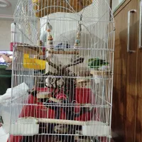 طوطی برزیلی|پرنده|تهران, هفده شهریور|دیوار