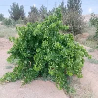 باغ2000متری