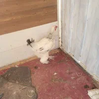 مرغ برهما