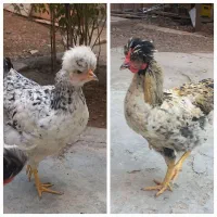 مرغ مزرعه ۲ عدد