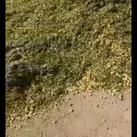 ذرت علوفه پر دان 7000|عمده‌فروشی|لالجین, |دیوار