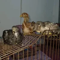 جوجه لاری اصیل|حیوانات مزرعه|رشت, قاسمیه|دیوار