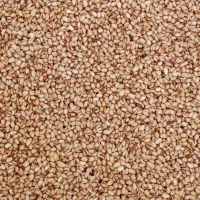 پسته|خوردنی و آشامیدنی|تهران, مظاهری|دیوار