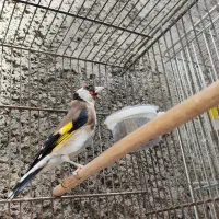 سهره  نر فروشی|پرنده|مشکین‌دشت, |دیوار