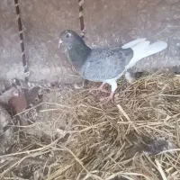 یک  کبوتر  سرور|پرنده|آبدانان, |دیوار