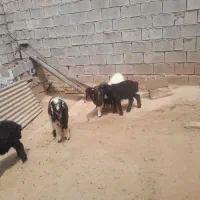 بره|حیوانات مزرعه|مسجد سلیمان, |دیوار