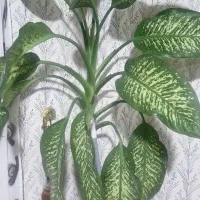 گل طبیعی|گل و گیاه طبیعی|یاسوج, |دیوار