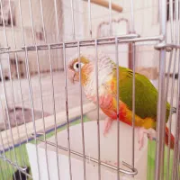 طوطی گیرینجیک کاملا سالم و آروم با قفس