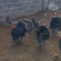 بوقلمون نرمحلی|حیوانات مزرعه|ماهیدشت, |دیوار