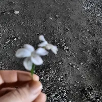 نیازمند ضامن