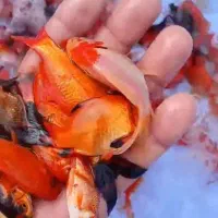 فروش عمده ماهی قرمز و گلفیش شب عیدی و مخصوص شکار|ماهی|گنبد کاووس, |دیوار