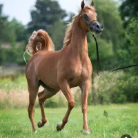 پانسیون اسب