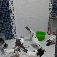 کبوتر|پرنده|سرپل ذهاب, |دیوار