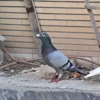 جوجه پلاکی درجه یک|پرنده|لنجان, |دیوار