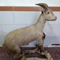 مجسمه.بز|مجسمه، تندیس، ماکت|خرم‌آباد, |دیوار