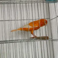 قناری نر مست