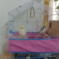 یک جفت عروس هلندی