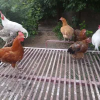 مرغ|حیوانات مزرعه|دره شهر, |دیوار